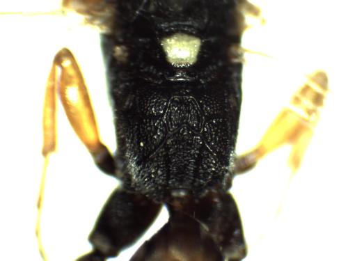 Réf. 311 113 : Vulgichneumon sp.